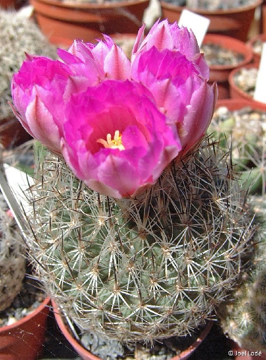 Rapicactus booleanus ©JLcoll.4390